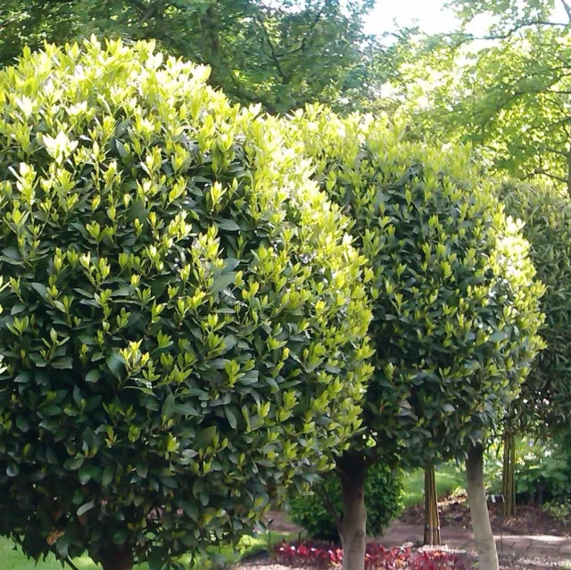 Lorbeerbaum Echter Gewürz Lorbeer Laurus nobilis winterhart -2.=77 2