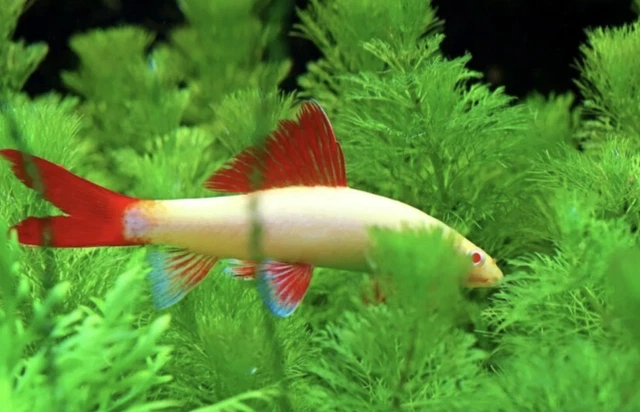 1 ALBINO RAINBOW(shark) CATFISH LIVE AQUARIUM FISH ACTIVE SMALL SCAVENGER