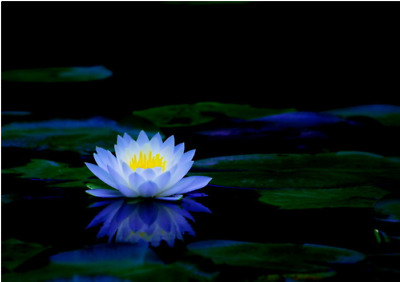 Bonsai LOTUS/giglio di acqua ciotola per fiori-Pond/5 Semi Freschi/PROFUMO Blue Lotus 