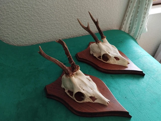 Trophée Chevreuil Brocard 6 Cors - Bois 18cm - Taxidermie Chasse