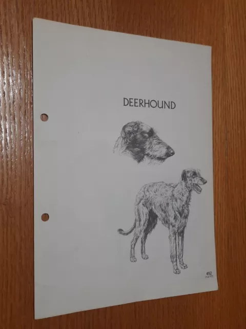 Deerhound Breed Supplement RAS Kennel Control Hounds Group 4