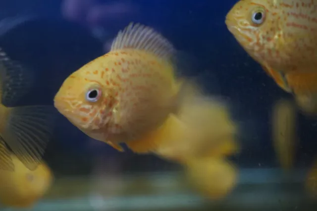 Red Spotted Severum *SALE* 2