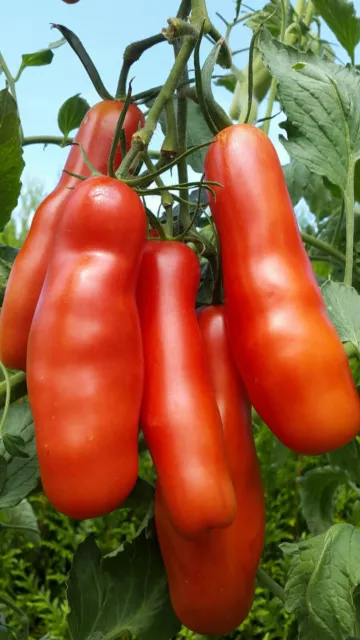 10 graines de tomate Kasanova- Kazanova productive résistante savoureuse m.bio