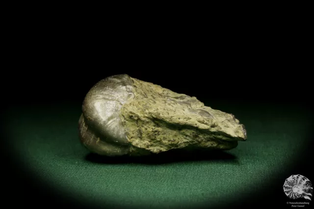 Horridonia horrida Deutschland Brachiopod Sammlung Perm Muschel shell Fossil 2