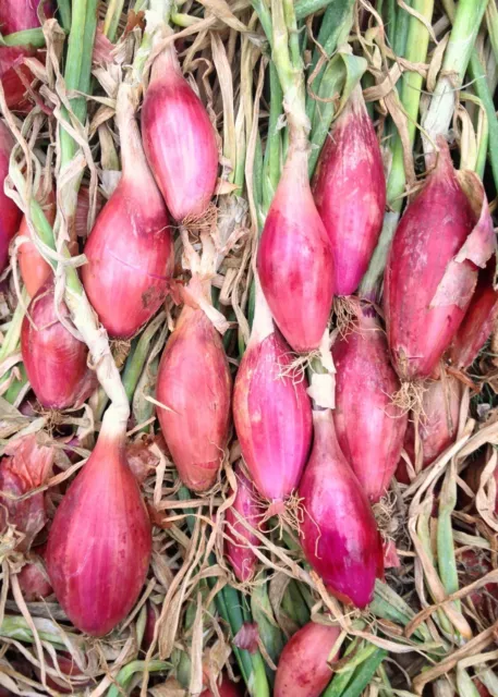 Onion Long Red Tropea Seed 100 Seeds Heirloom