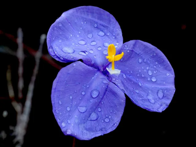 SAMEN für den Garten eine wunderschöne Blume die blau-violett-gelbe Patersonia