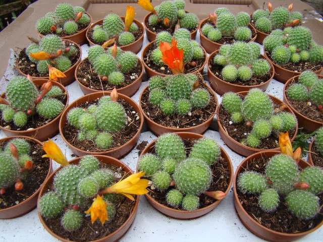 REBUTIA HELIOSA X pulvinosa cv 'Sunrise' Cactus Succulent 3.95 - PicClick  UK