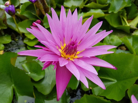 Nymphaea Rustica - Bianca - Pygmaea Alba - Azienda Agricola Tesi Fabio - Foto 2
