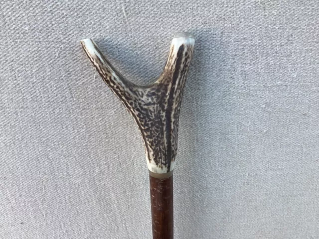 Red Deer Antler Walking  Hazel Thumb Stick  No.8