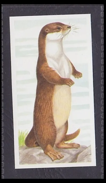 OTTER - 30 + year old English Trade Card # 6
