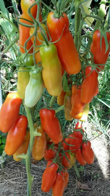 10 graines de tomate Kasanova- Kazanova productive résistante savoureuse m.bio 2