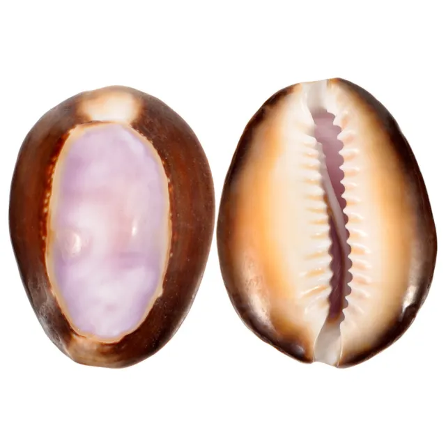 2 Pcs Natural Shell Small Conch Adorn Ocean Seashells for Crafting