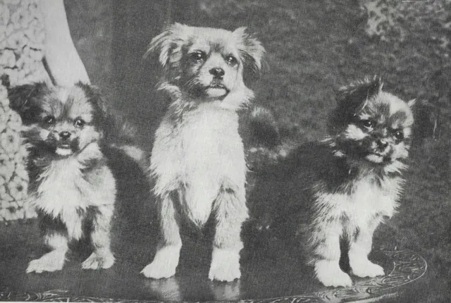 Tibetan Spaniel Puppies - 1934 Vintage Dog Art "Photo" Print - MATTED