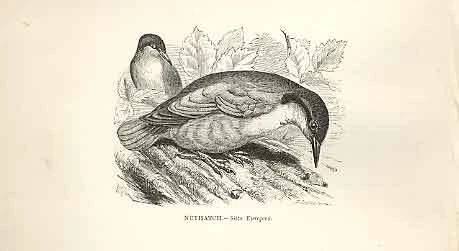 Original Old Antique Print Nuthatch 1862 Wood'S Natural History Birds Victorian