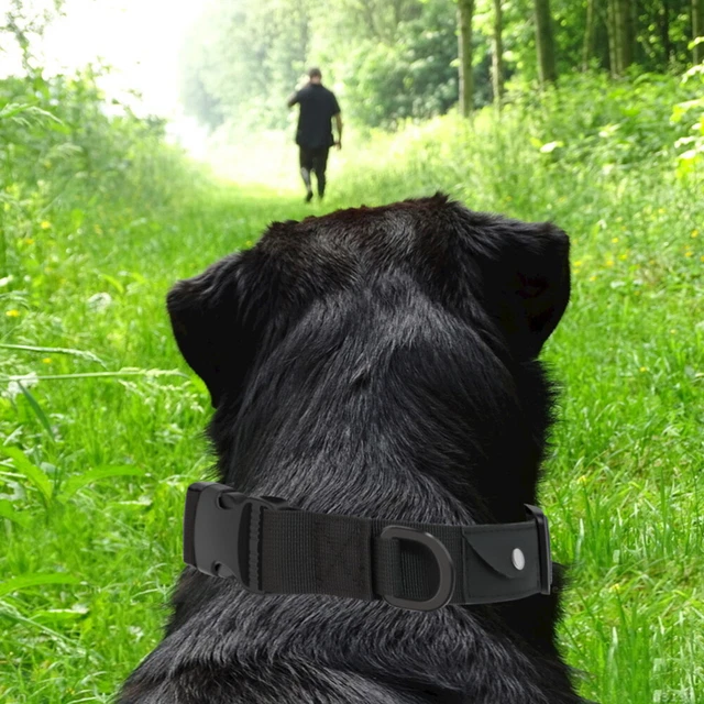 2Pcs Kragen Hund Ausbildung Kragen Pet Positionierung Liefert 3