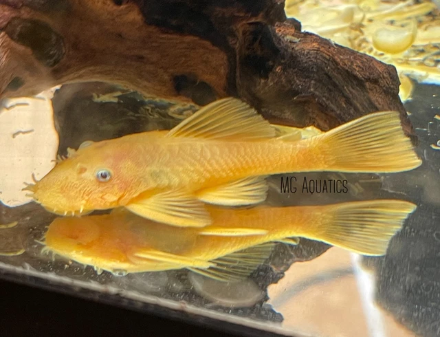 L144 Blue Eye Lemon Bristlenose Pleco Single 2.5 inch - 2.75 inch  Unsexed