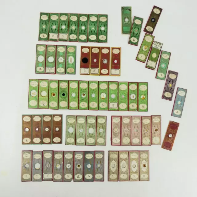 61 x Vintage flora and fauna microscope slides  #4199