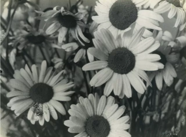 Belgium? Still Life Flowers Daisies Old Art Photo ALF 1944