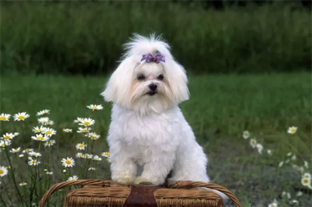 Maltese Floor Mat