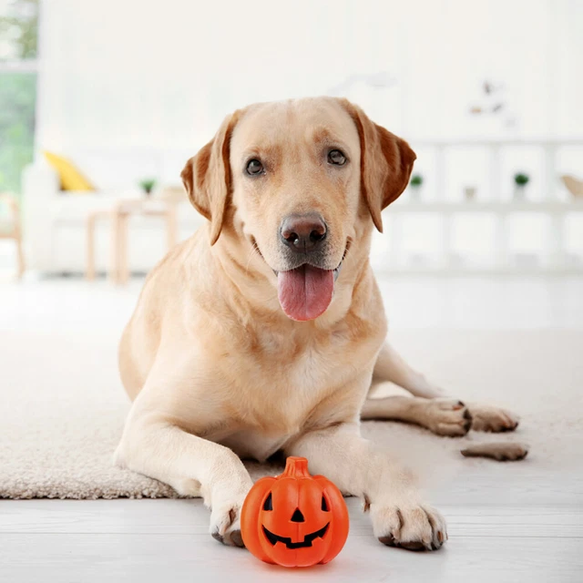 1pc Quietschende Gummi Hund Spielzeug Hund Beißen Spielzeug