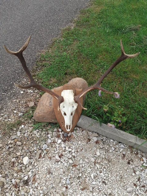 Trophée De Chasse - Pied D'Honneur Cerf - Équipage Malamort - 2002 - Taxidermie