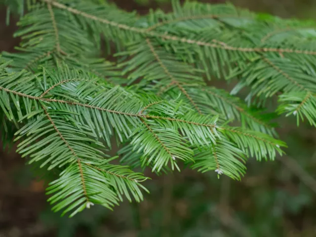 10st. Küstentannen Abies grandis 15-30cm Forstpflanzen Nadelgehölze Wurzelware