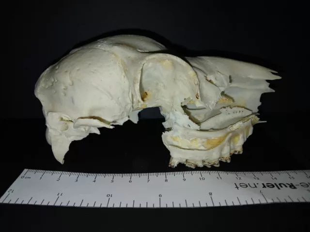 Genuine English roe deer (Capreolus capreolus) real skull bone