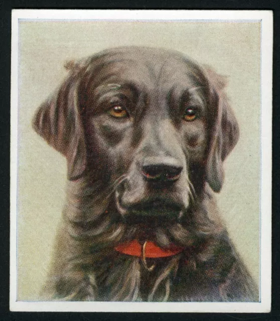 Labrador Retriever Godfrey Phillips Our Dogs Series 1939 Dog Cigarette Card #11