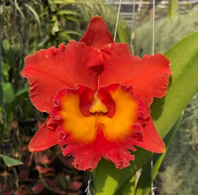 Thailand Duft Orchidee Cattleya Rlc. Siam Orange