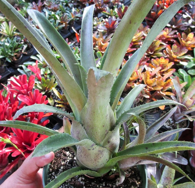 BROMELIAD Hohenbergia PENNAE X EDMUNDOI? Open Pollinated Seeds! Pupportunity!! BROMELIAD Hohenbergia PENNAE X EDMUNDOI? Open Pollinated Seeds! Pupportunity!!