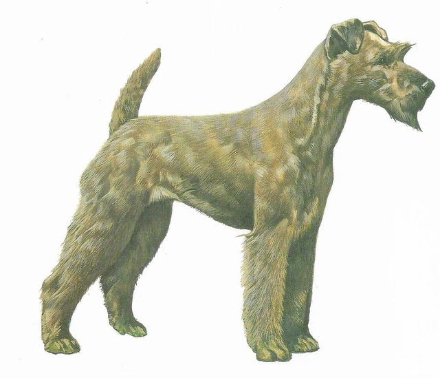 Irish Terrier - CUSTOM MATTED - 1988 Vintage Dog Art Print - Cozzaglio