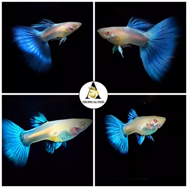 2X Male - Live Aquarium Guppy Fish High Quality- Sky Blue Topaz - USA Seller 3