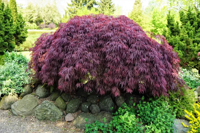 10 INABA SHIDARE MAPLE Weeping Red Laceleaf Japanese Acer Palmatum Dissectum Tre