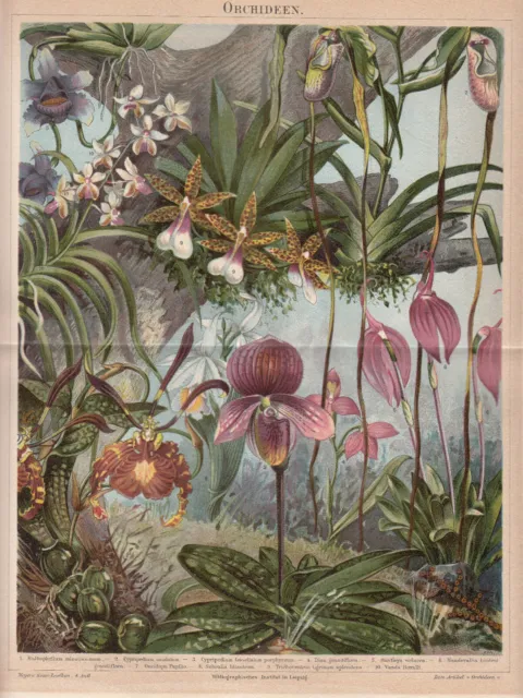 Orchideen Pflanzen Botanik - Alter Druck 1888 Farb-Lithographie Botanical Print