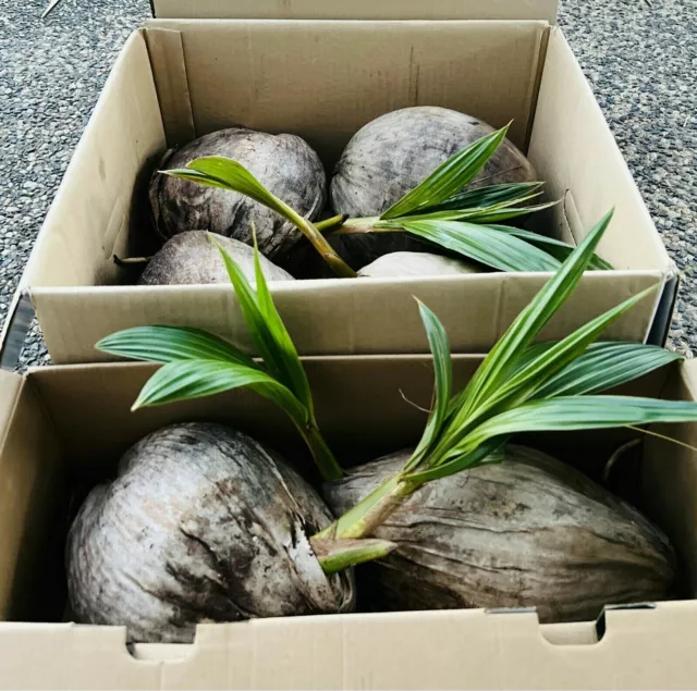 Coconut palm x2. Ready to plant. FREE DELIVERY. Organic heirloom health food 3