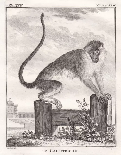 Westliche Grünmeerkatze Green monkey gravure Kupferstich engraving Buffon 1780