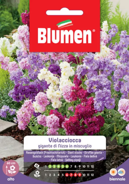 Blumen. Semi di Violaciocca gigante di Nizza