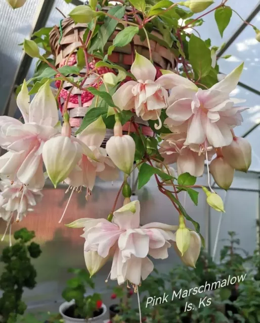 Fuchsien "Pink Marschmalow" hängend bewurzelte Steckling riesige Blüten weiß