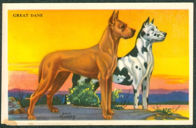 1940s GREAT DANE Cereal Card KELLOGGS F273-6 USA Dog Card Jack Murray ART