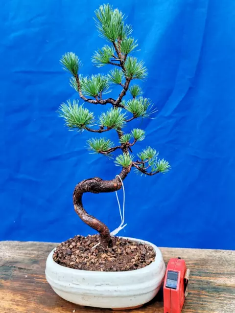 bonsai di pino pentaphilla h 46 cm visita il negozio