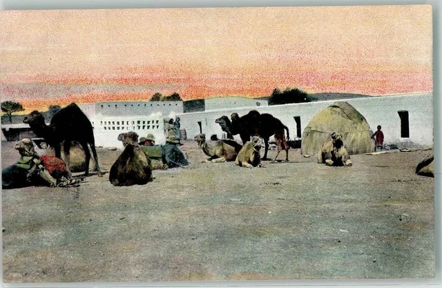 13272855 - Kamele im Dienste der Schutztruppe AK Kolonien Deutsch Suedwestafrika