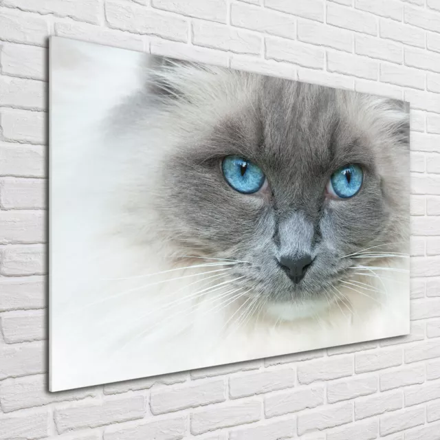 Wandbild aus Plexiglas® Druck auf Acryl 100x70 Tiere Katze Blaue Augen