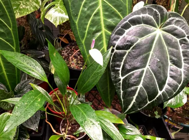 Anthurium amnicola  "Rare Aroid" Riparian Species #38