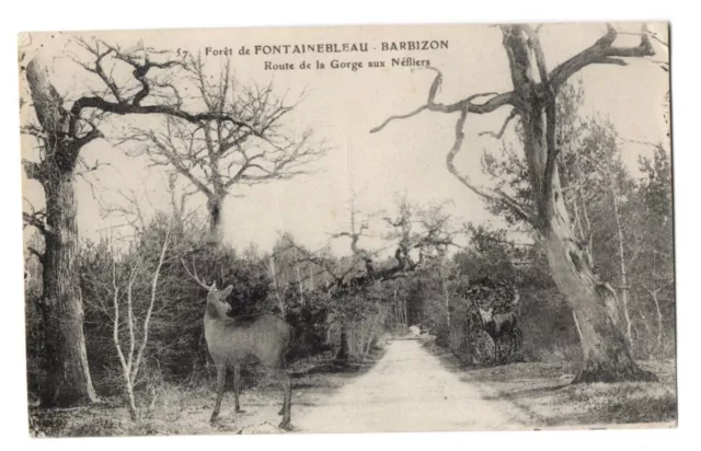 CPA 77 - Forêt de FONTAINEBLEAU (Seine et Marne) Route de la Gorge aux Néfliers