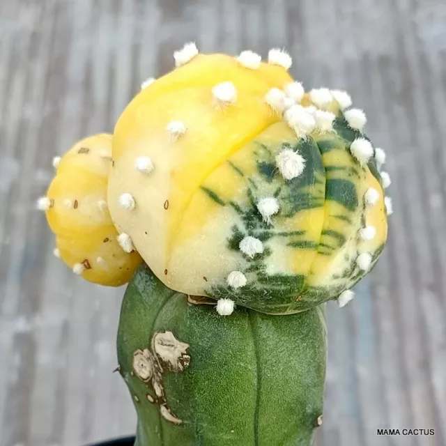 ASTROPHYTUM SUPER KABUTO VARIEGATED potØ10 カクタス,仙人掌, 선인장,кактус succulent