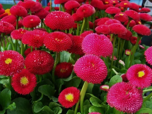 DAISY ENGLISH - 500 seeds -  POMPONETTE RED - BELLIS PERENNIS