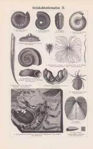 Karbon Steinkohle Fossilien Ammoniten HOLZSTICH um 1897 Versteinerungen