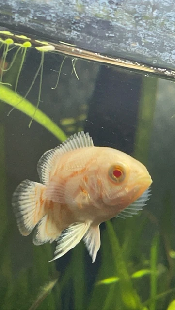 LIVE ALBINO Oscar Small - USA SELLER - OVERNIGHT