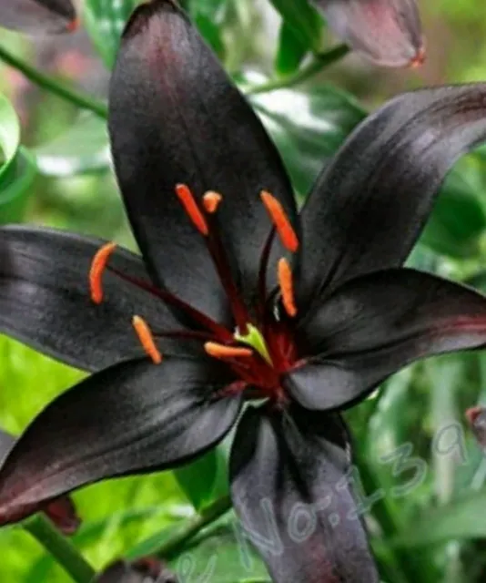 Rare Black Lily "Australia" Plant Seeds  Flower Seeds for Home Garden