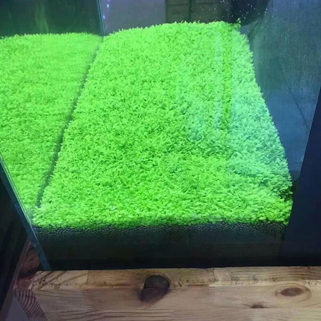 5g Aquarium Plant Seeds Fish Tank Aquatic Water Grass Foreground Easy Plants USA 3